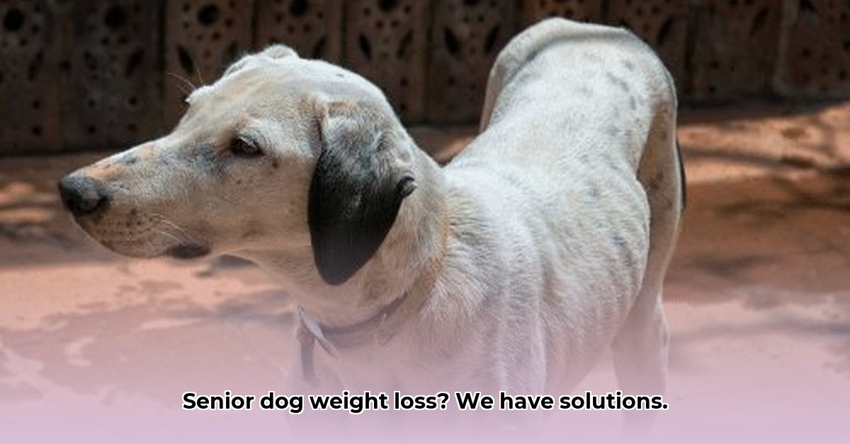 weight-loss-senior-dog